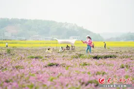 让乡村变“花海”、“颜值”变“产值” 繁花竞放催热“春日经济”图片
