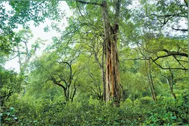 共享人类瑰宝 云茶万里飘香图片