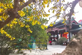 趵突泉公园的连翘，花开枝头俏丽十足图片