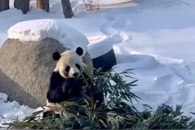 实探国内最高纬度亚布力熊猫馆：大熊猫在雪天嬉戏玩耍，啃竹子图片