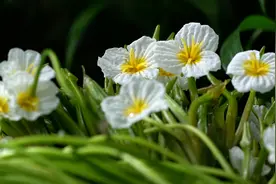 洱海小花 大理名菜：海菜芋头汤图片