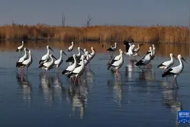 河北曹妃甸：“湿地优雅精灵”踏春秀舞姿图片