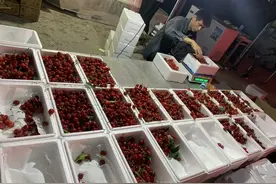 更快更鲜！顺丰创新夜间揽收，沂源樱桃当天摘当天发图片