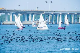 深圳前海，“网红”鸬鹚现场围观2024世界帆船对抗巡回赛图片