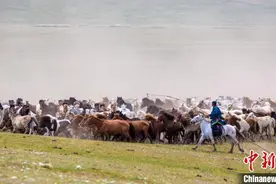 壮观！初夏乌珠穆沁草原套马杆起，千马奔腾图片