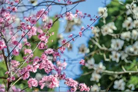 沉醉繁花盛境，体验泉城花花世界图片