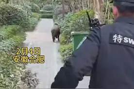 野猪突入合肥一小区！警方现场击毙图片