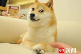 表情包doge原型柴犬去世，网友怀念：它在赛博世界永生图片