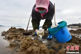 山东青岛：市民游客冬日赶海收获“鲜味”图片