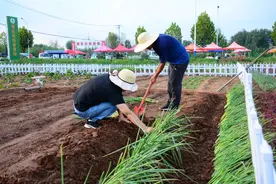 郯城县郯城街道“私家菜园”享受田园农耕乐趣图片
