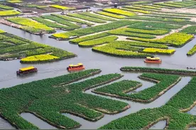 千垛油菜花水上绽放，江苏兴化开启花漾之旅图片