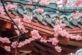 3月6日开园！相约湖北赏樱花！图片