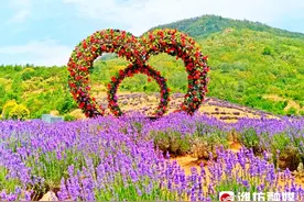 快来畅游紫色花海，赴一场夏日浪漫之约图片