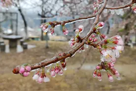 武汉出现“冰冻樱花”，专家：已开花的会加速枯萎图片