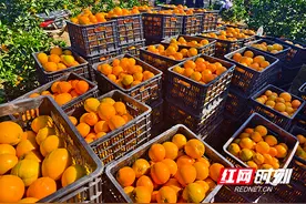 道县：聚力产业建设 推动高质量发展图片