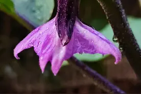 赶集的愉悦时光图片