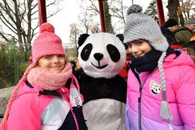 旅行结束！今年17只旅居大熊猫返回家乡图片