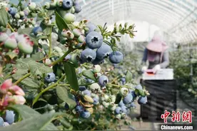 “舶来品”变身“土特产” 中国蒙自蓝莓出口量大增图片