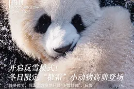 【中新画报】开启玩雪模式！冬日限定“糖霜”小动物高萌登场图片