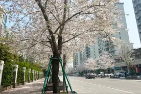 人少景美，快来嘉定这两条樱花大道赏樱图片