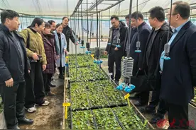 山东省茶叶产业技术体系创新团队赴日照调研指导春季茶园管理工作图片