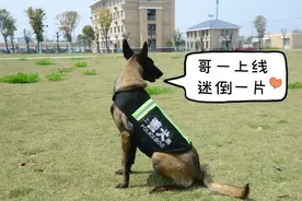 涨知识！除了柯基，你还知道哪些警犬？图片