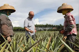 中国热科院：将凤梨生产技术送到种植基地图片