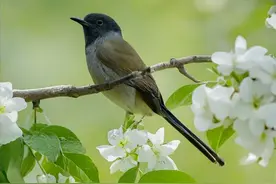 AI绘节气 | 春分：趁取春光一半图片