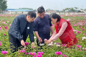 建设中医药强省正当时｜河南农业大学中药材系：与中药材产业发展同频共振，澎湃中医药高质量发展新动能图片
