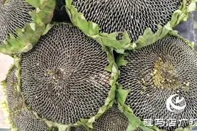向日葵盘新鲜上市 吸引市民尝鲜图片