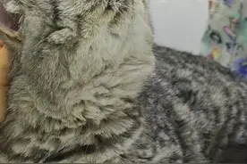 患病加菲猫被弃未开门医院外，流浪小梨花被宠成“掌中宝” | 伴宠同行 ②图片