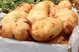 这是一篇有味道的文章，又响又臭，根本停不下来！一天放几个算正常？图片