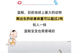 一天产奶 400 升？我们为啥不喝鲸鱼奶？图片