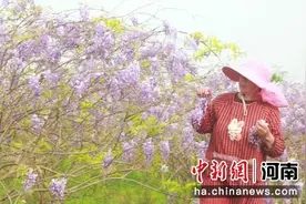 河南柘城：葛花飘香采摘忙图片