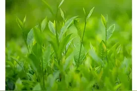 “绿色系”大片来了！看海南春色→图片