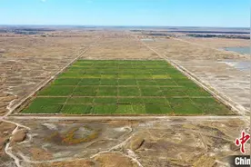 东北茭白种植为盐碱地改良利用探索出新路径图片