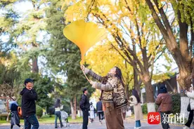 最美银杏季来了！南京玄武湖银杏玩出新花样图片