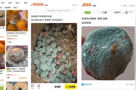 蓝媒热评丨“发霉橘子”竟卖千元一个？这场荒诞闹剧该收场了图片