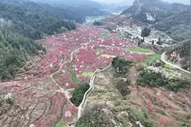 樱花满枝头！百花湖：为你准备了一片绯红的浪漫图片