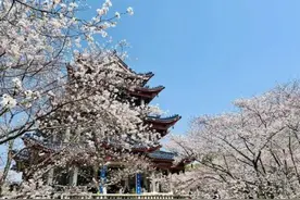 是时候来这里赏樱了！图片