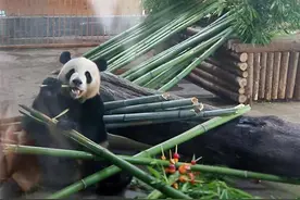 “珍多”10岁啦！云南野生动物园为大熊猫庆生图片