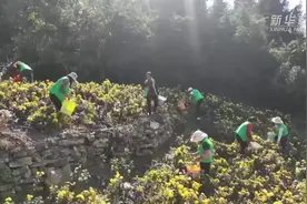 山地轨道车开进山间菊花丰收田图片