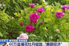 从古至今牡丹花都倍受喜爱 这花有何独特之处 一文了解图片