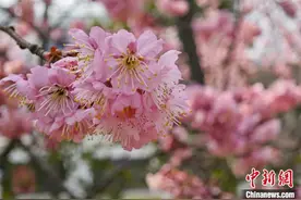 “太湖第一名胜”无锡鼋头渚早樱绽放图片