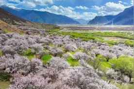 雪域高原迎来“赏花季”图片