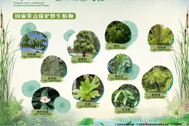 野外“金豆”不能采！4人因采挖、售卖野生“金豆”被刑拘图片