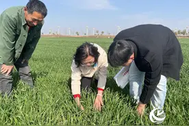 农气专家田间“把脉开方” 护航小麦拔节孕穗图片