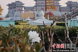 洛阳露天牡丹寒冬盛放图片