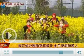临江仙公园油菜花盛开 金色花海醉游人图片