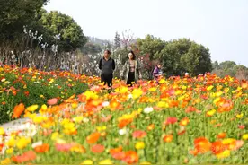 沙坪坝：虞美人盛放宛若油画图片
